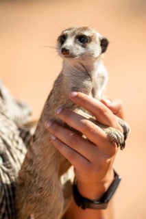 Woman holding a meerkat (Suricatta suricata) in her hands, meerkat breeding centre, Northern Cape,