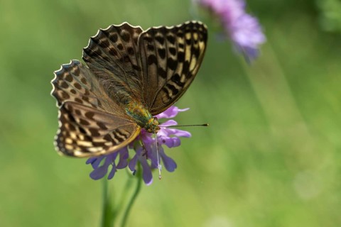 Argynnis paphia, imperial mantle, silver-washed fritillary, butterfly, female, insects, butterfly,