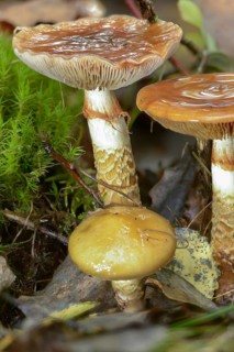Cortinarius trivialis, girdled webcap, snadstalk, slime foot, fungi, fungus, high size, vertical