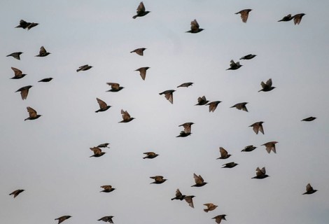Star, starling, Sturnus vulgaris, birds, flying, flight, passeri, songbirds, swarm of birds, bird