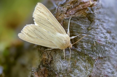 Pale grass owl, grass owl, mythimna pallens, sideridis pallens, common wainscot, insects, moths,