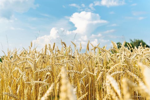 Bring a field of cereals, wheat or rye field under a blue sky