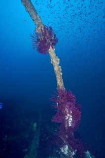 Purple corals, violescent sea-whips (Paramuricea clavata), are perched on a pole in the deep blue