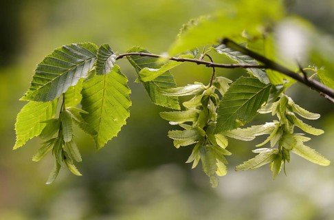 Betulaceae, birch family, Carpinus betulus, rosehip, hornbeam, hornbeam, hornbeam, hornbeam, tree,