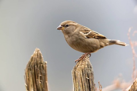 House sparrow, passer domesticus, sparrow, birds, female, garden, garden fence, passeri, songbirds,