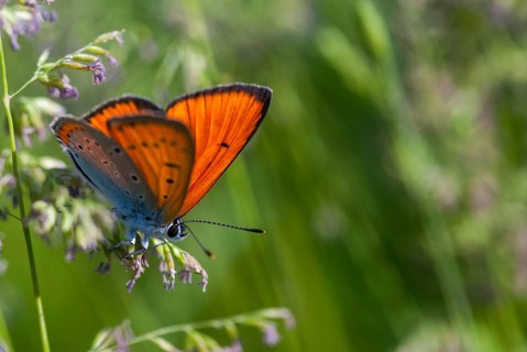 Large Copper, Lycaena Dispar, Bulgaria, Butterfly, Insects, Insects, Male, Butterfly, Butterflies