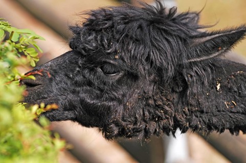 Head of a young alpaca (Llama pacos) at the Tiergarten, Am Tiergarten 30, Nuremberg, Middle
