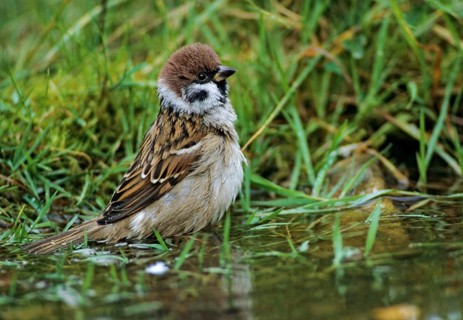 Tree Sparrow, Passer Montanus, Sparrow, Tree Sparrow, Bath, Bird Bath, Birds, Garden, Leo, Passeri,