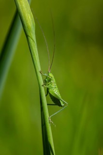 Close-up of a green grasshopper climbing a blade of grass, Meadow grasshopper (Chorthippus