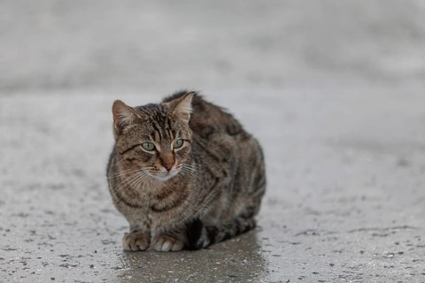 Domestic cat (Felis silvestris catus) in the rain, Cyprus
