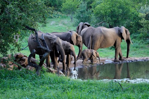 African elephant (Loxodonta africana), adult, calves, herd, by the water, drinking, Kruger National