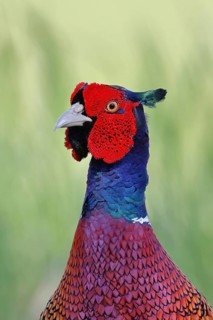 Pheasant, common pheasant (Phasianus colchicus), adult male bird in a meadow, animal portrait,