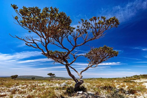 A tree rises in a dry desert landscape under a bright blue sky, the thornshrub savanna in the