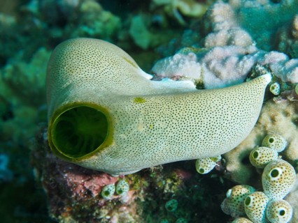 Green Urn Sea Squirt (Didemnum molle) in a living coral reef, Prapat dive site, Penyapangan, Bali,