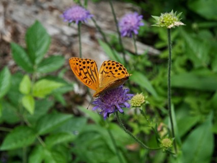 An orange-coloured emperor moth (Argynnis paphia) on a purple flower with green leaves, Goms,