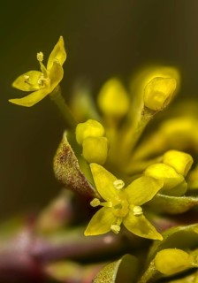 Cornaceae, cornus mas, dürlitz, European cornel, dogwood family, herlitze, hirlnut, cornelian,