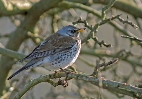 FieldFare, Turdus Pilaris, Juniper Thrush, Birds, Thrush, Garden, Passeri, Songbirds, Thrush, Birds
