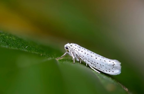 Bird-cherry ermine, ghost moth, grape cherry moth, Yponomeuta evonymella, insects, moths, moths,