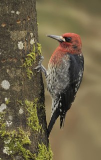 Red-breasted Sapsucker (Sphyrapicus ruber), British Columbia, Canada
