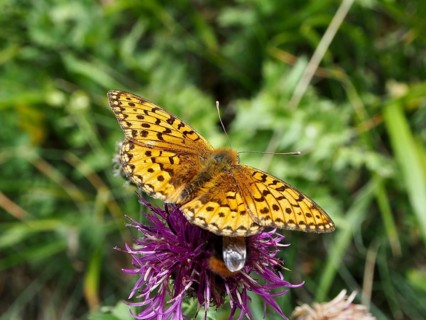 A butterfly with orange wings, the Large Pearl-bordered Fritillary (Speyeria aglaja), perched on a