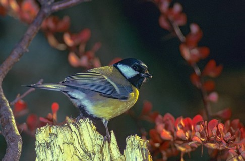 Great tit, great tit, parus major, birds, leo, tit, passeri, songbirds, songbirds, tits, birds