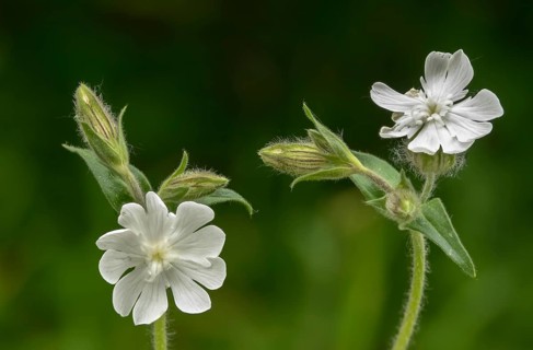 Caryophyllaceae, night carnation, clove family, silene latifolia, silene latifolia subsp alba,