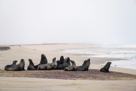 Group of dwarf fur seals (Arctocephalus pusillus) on the beach, Atlantic coast, Namib Naukluft