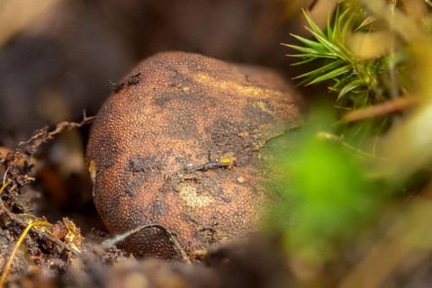 Common false truffle, Elaphomyces granulatus, deer truffles, small-warted deer truffles, grainy