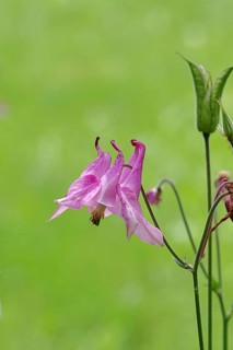 Common Columbine (Aquilegia vulgaris), pink flower at the edge of the wood, in spring, Wilnsdorf,