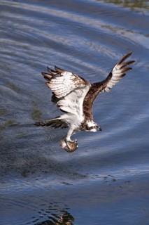 Western osprey (Pandion haliaetus) fishing, Finland