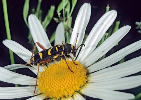 Clytus arietis, common ram ram, ram ram, beetle, longhorn, coleoptera, insects, insects, beetles,