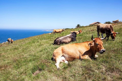 A herd of cows native of Pas graze on the slopes of San Vicente trail near Linera point in San