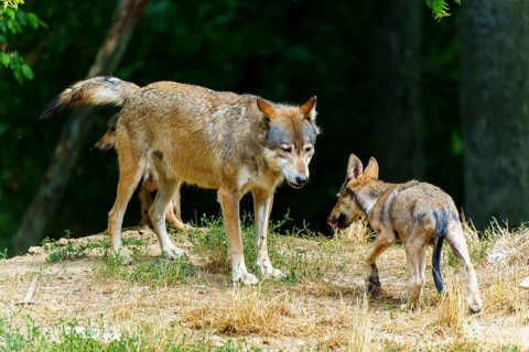 Timberwolf, wolf, American wolf (Canis lupus lycaon), Germany, an adult wolf playfully interacting