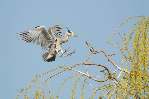 Grey Heron (Ardea cinerea) flying, Baden-Wuerttemberg, Germany