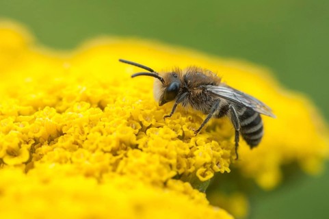 Colletes spec, hymenoptera, silkbee spec., insects, wild bees