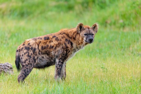 A fully grown female spotted hyena (Crocuta crocuta) stands in a green meadow. Ethiopia, Kenya,
