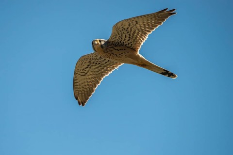 Falco tinnunculus, Common Kestrel, kestrel, birds, falconiformes, falcons, flying, flight, birds of
