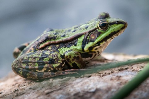 Marsh Frog, Pelophylax Ridibunda, Pelophylax Ridibundus, Rana Ridibunda, Sea Frog, Amphibian, Frog,