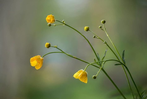 Buttercup plants, ranunculaceae, ranunculus acris, sharp buttercup, common buttercup, flora, giant