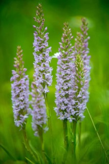Toadwort, large händelwurt, gymnadenia conopsea, longspur händelwurt, orchidaceae, orchids,