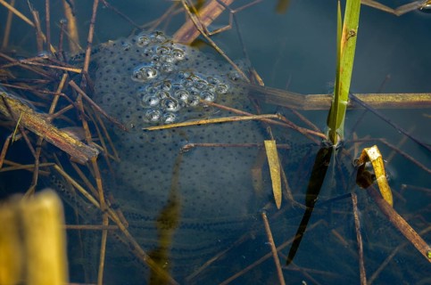 Agile frog, bufo bufo, common toad, rana dalmatina, jumping frog, amphibians, amphibians, frog,