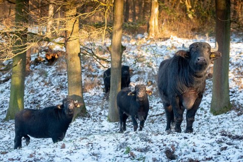 Artiodactyla, Bubalus Arnee, even-toed ungulate, cloven-hoofed, water buffalo, water buffalo,