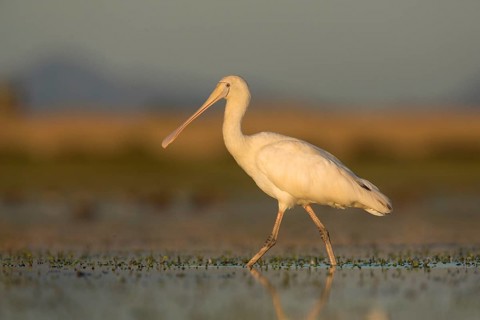 Yellow-billed Spoonbill (Platalea flavipes) foraging, Victoria, Australia