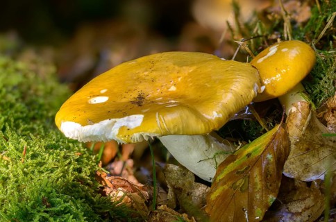 Copper brittlegill, greystalk bird, orange-red greystalk dove, Russula decolorans, russula