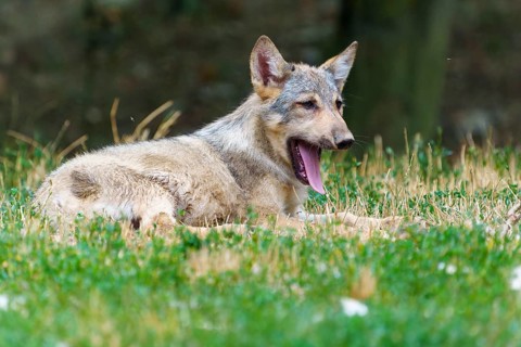 Timberwolf, wolf, American wolf (Canis lupus lycaon), Germany. A wolf lies in the grass, with an