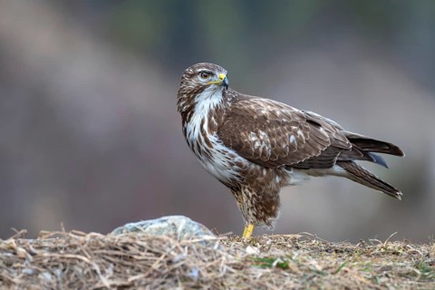 A common buzzard (Buteo buteo) perched on the ground, Terfens, Tyrol, Austria