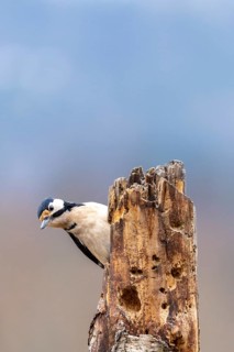 A woodpecker peeks down curiously from a tree trunk, Great Spotted Woodpecker (Dendrocopos major)