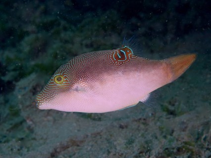 A fish with a delicate pattern, Peters' pufferfish (Canthigaster petersii), hovers above the seabed