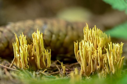 Clavaria crispula, Clavariella flaccida, fluffy spruce coral, fluffy coral, coral, non-discoloring
