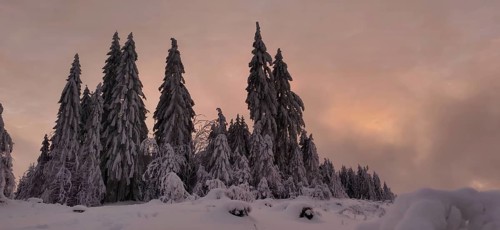 Snowy trees against a colorful orange sky create a romantic atmosphere, hiking in winter near